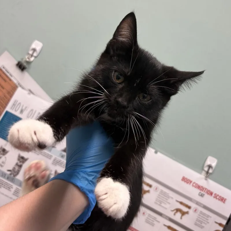 A baby small-sized female Black Domestic Short Hair cat named Paige for adoption in Tacoma, WA