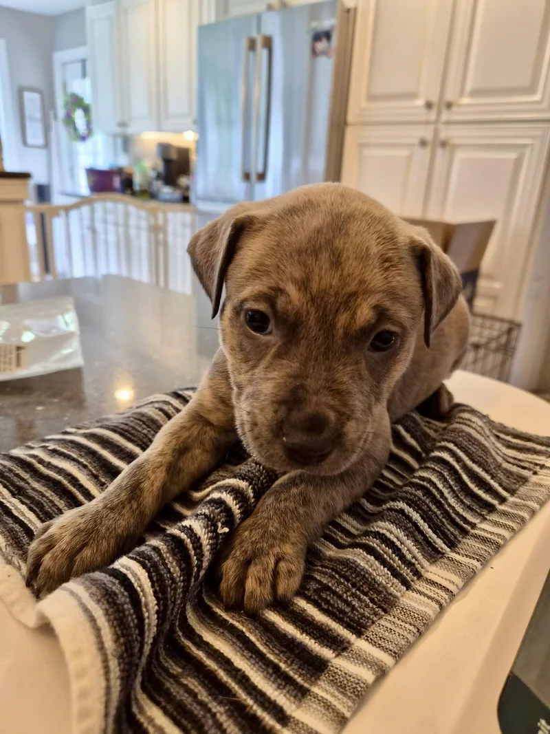A baby large-sized female Pit Bull Terrier dog named Dolly Parton Country for adoption in Holly Springs, NC