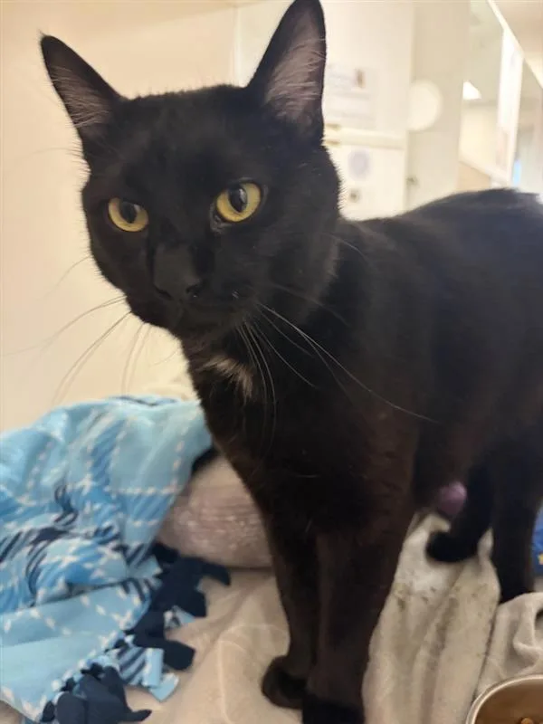 An adult medium-sized male Domestic Short Hair cat named Rowdy for adoption in Great Falls, MT