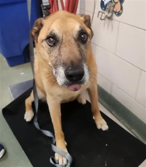 A senior large-sized male Mixed Breed dog named Waggz for adoption in Santa Fe, NM