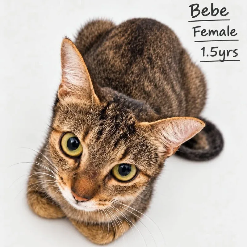 An adult small-sized female Gray / Blue / Silver Domestic Short Hair cat named Bebe for adoption in Tampa, FL