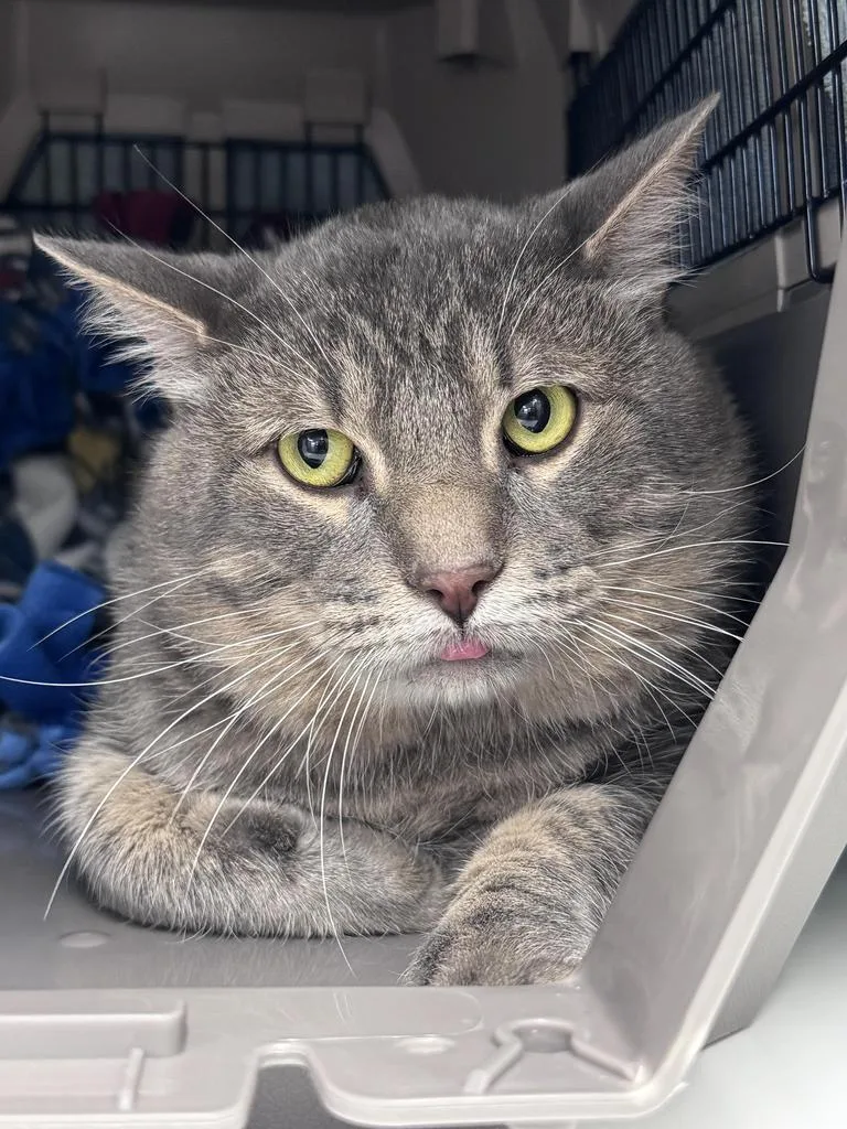 An adult large-sized male Domestic Short Hair cat named Kyle for adoption in Saint Paul, MN
