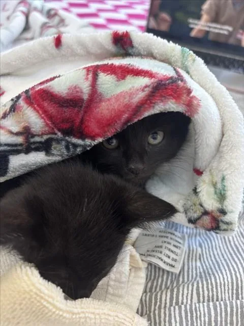 A baby small-sized female Domestic Short Hair cat named Jenga for adoption in Chapel Hill, NC
