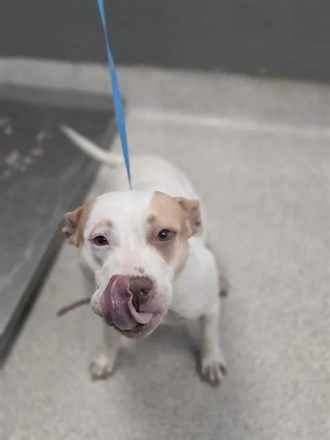 An adult large-sized female American Staffordshire Terrier dog named Lillie for adoption in Tallahassee, FL