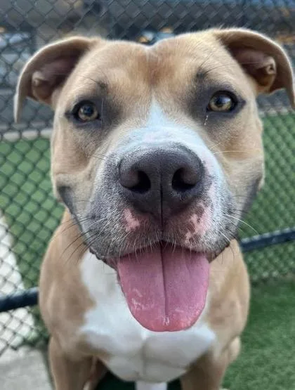 An adult large-sized male Brown / Chocolate Pit Bull Terrier dog named Tilt for adoption in Kansas City, MO