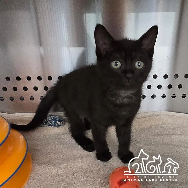 A baby small-sized female Domestic Short Hair cat named Farrah for adoption in Irvine, CA