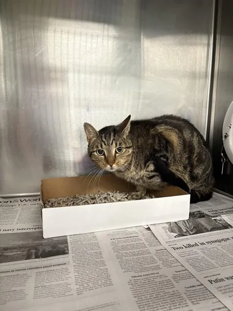 An adult medium-sized male Domestic Short Hair cat named Gabe for adoption in Dallas, TX