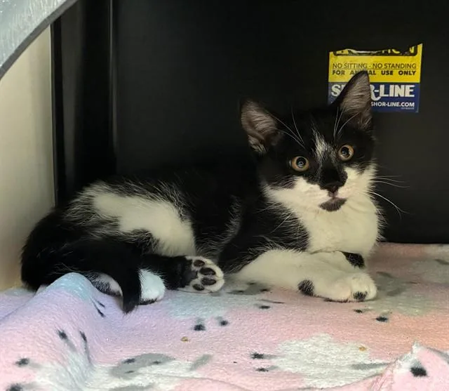 A baby small-sized male Domestic Short Hair cat named Tesla for adoption in San Luis Obispo, CA
