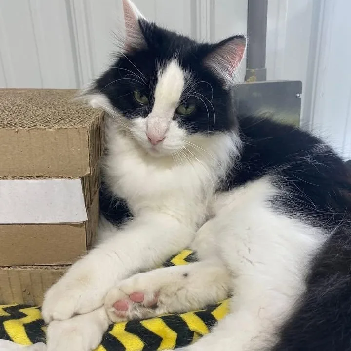 An adult medium-sized male Black & White / Tuxedo Domestic Medium Hair cat named Hannibal for adoption in De Soto, IA