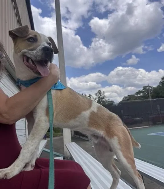 A young medium-sized male Cattle Dog dog named Burt  in Maine for adoption in Kennebunkport, ME