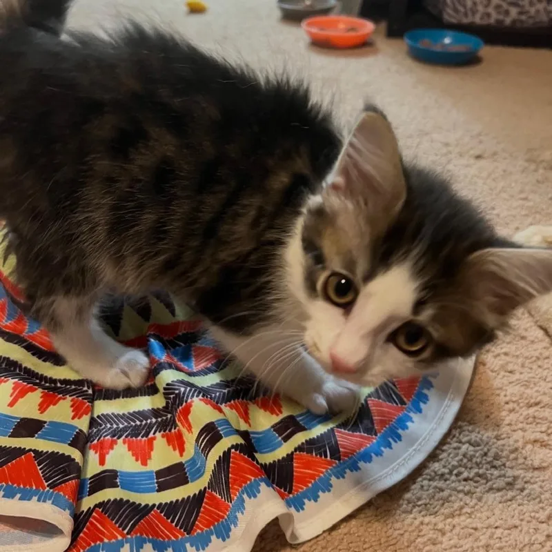 A baby small-sized male Domestic Short Hair cat named Hewy for adoption in Cumming, GA