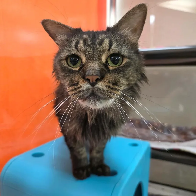 A senior medium-sized male Brown / Chocolate Domestic Medium Hair cat named Cameron for adoption in Oshkosh, WI