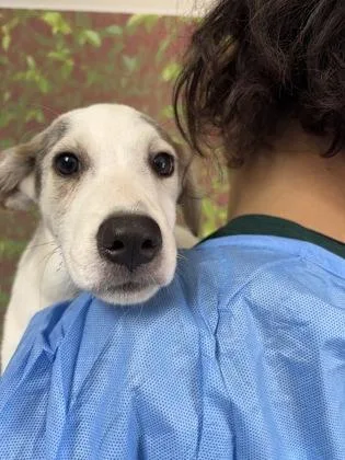 A young small-sized female Shepherd dog named Revlon for adoption in San Antonio, TX