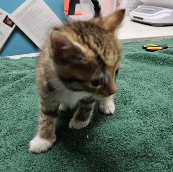 An adult medium-sized female Domestic Short Hair cat named Gigi for adoption in Oceanside, CA