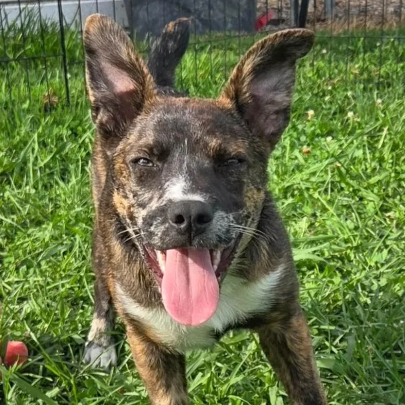 A baby medium-sized male Brindle Shepherd dog named Rusty for adoption in Albany, NY