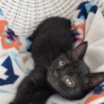 A baby small-sized male Black Domestic Short Hair cat named Dallas for adoption in Buffalo, MN