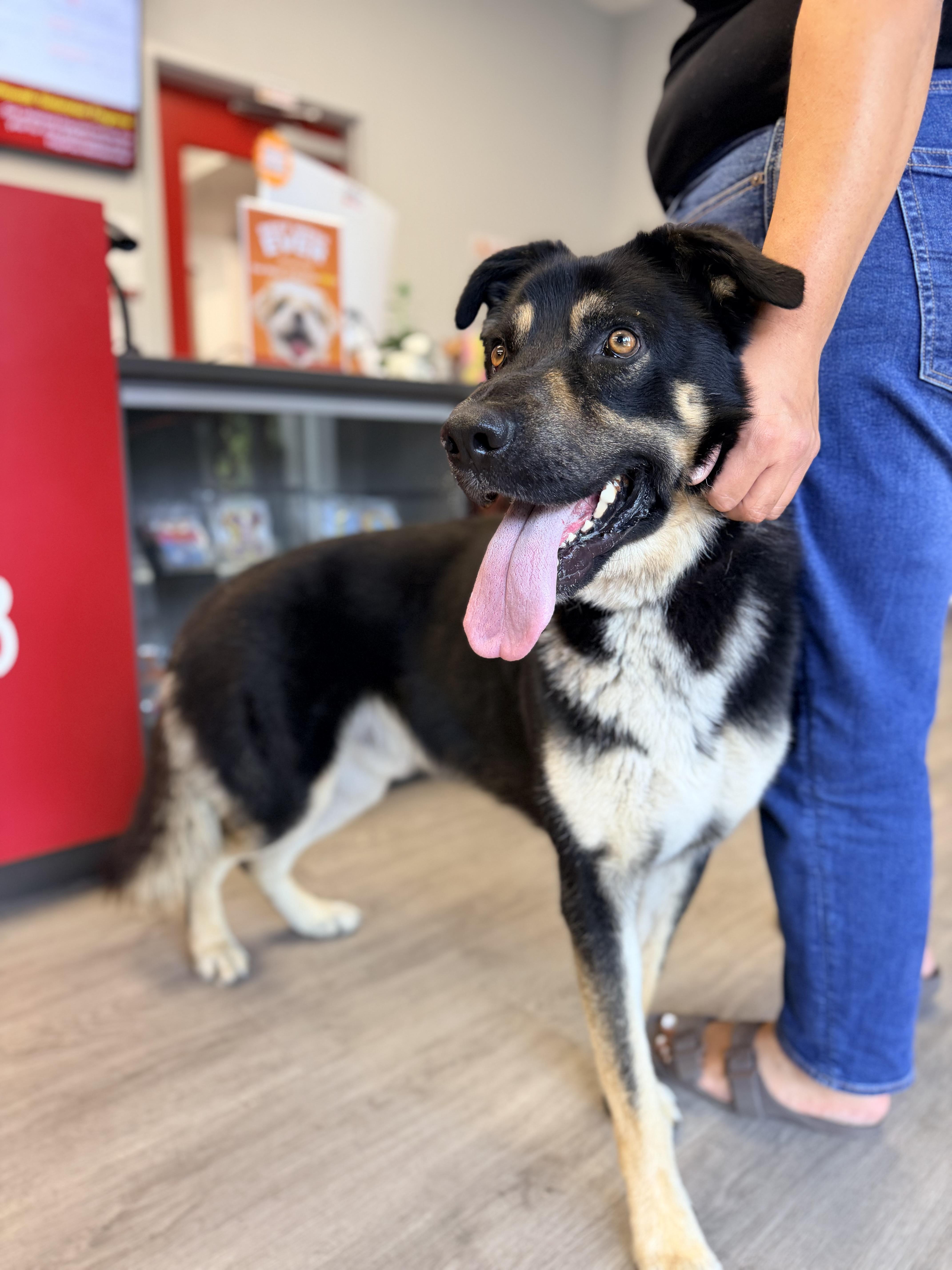An adult large-sized male Black German Shepherd Dog dog named Angel for adoption in Indianapolis, IN