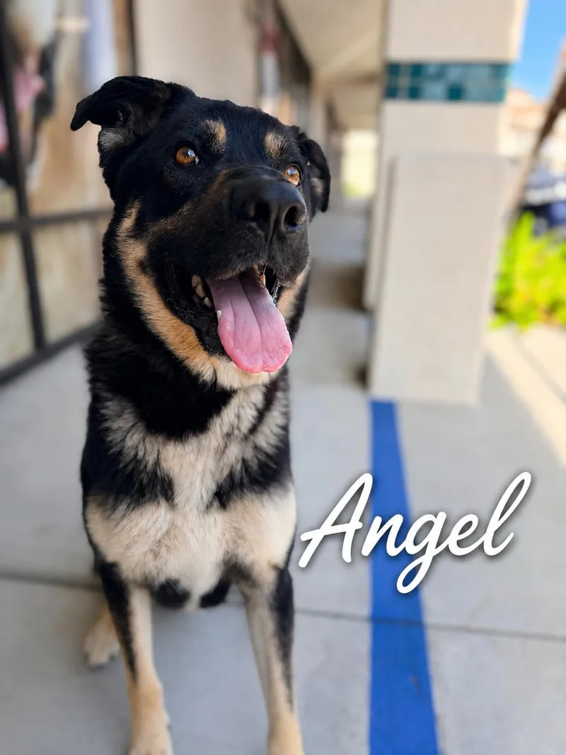 Angel thumbnail 3