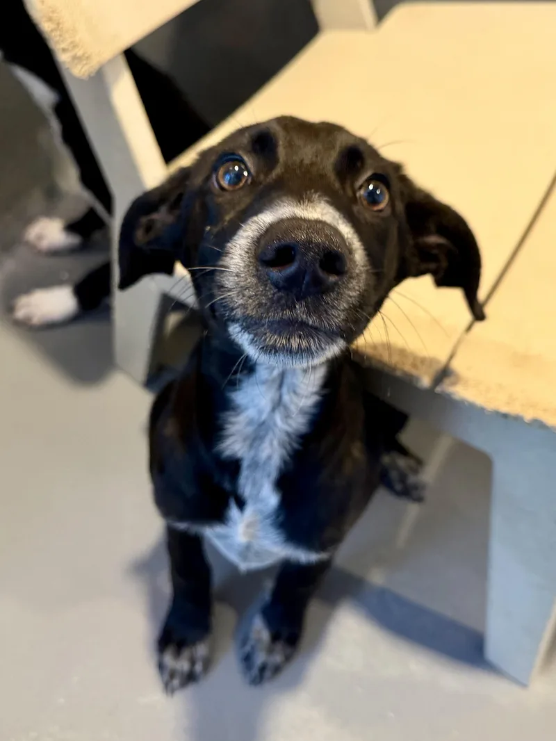 A baby large-sized male Labrador Retriever dog named Christopher Robin for adoption in New Orleans, LA