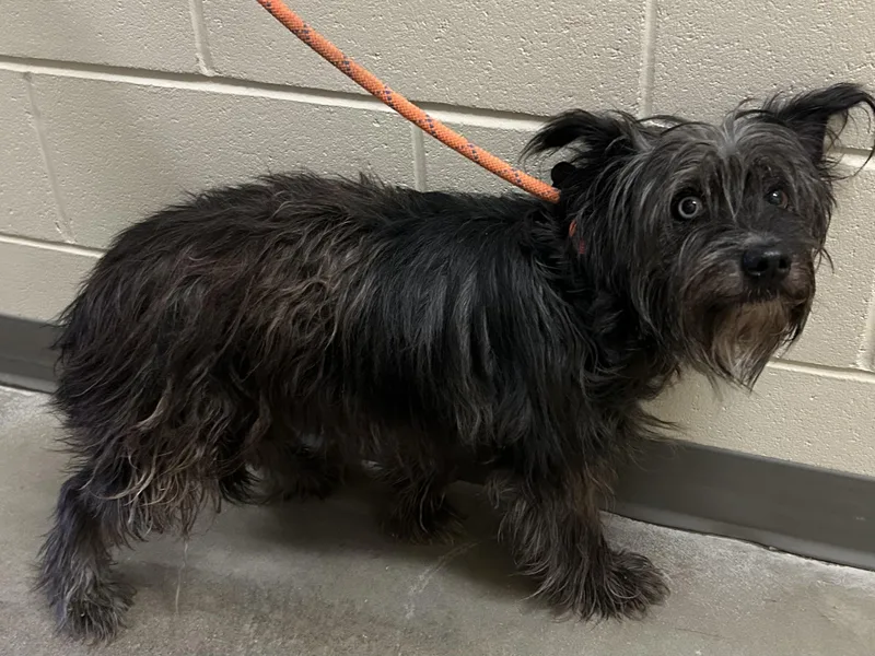 An adult medium-sized female Black Mixed Breed dog named Cookie Dough for adoption in Mason City, IA
