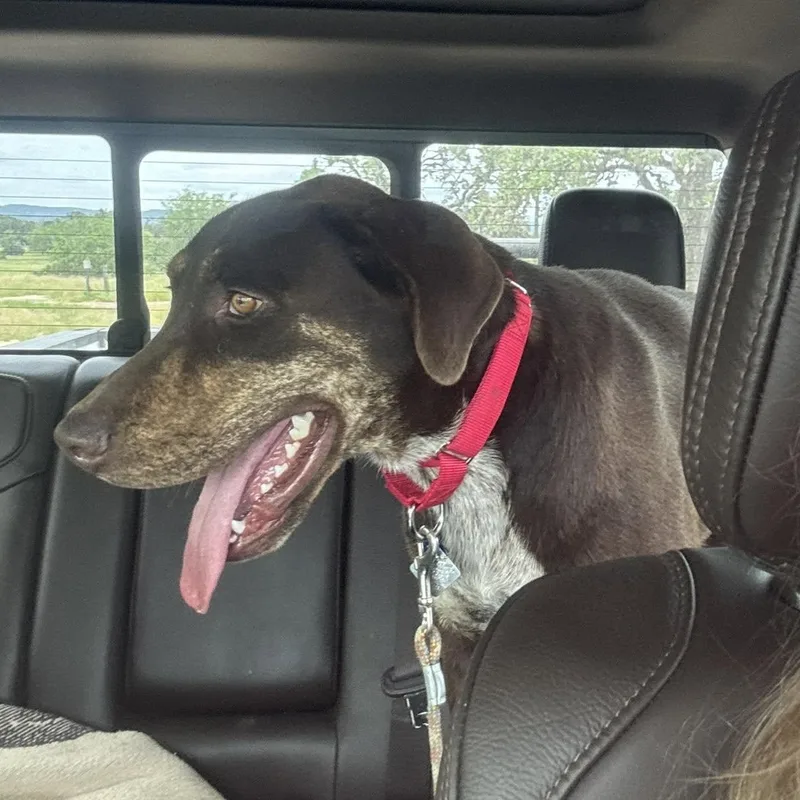 A young large-sized male German Shorthaired Pointer dog named Choco Is In Washington for adoption in Redmond, WA