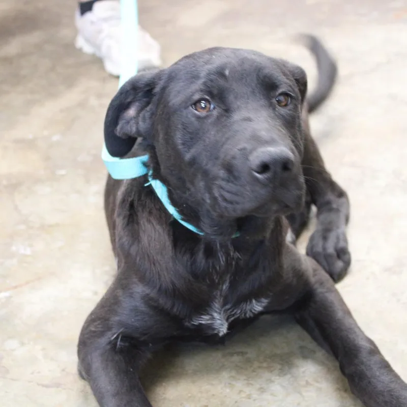 A baby medium-sized male Black Labrador Retriever dog named Jasper for adoption in Cleveland, MS