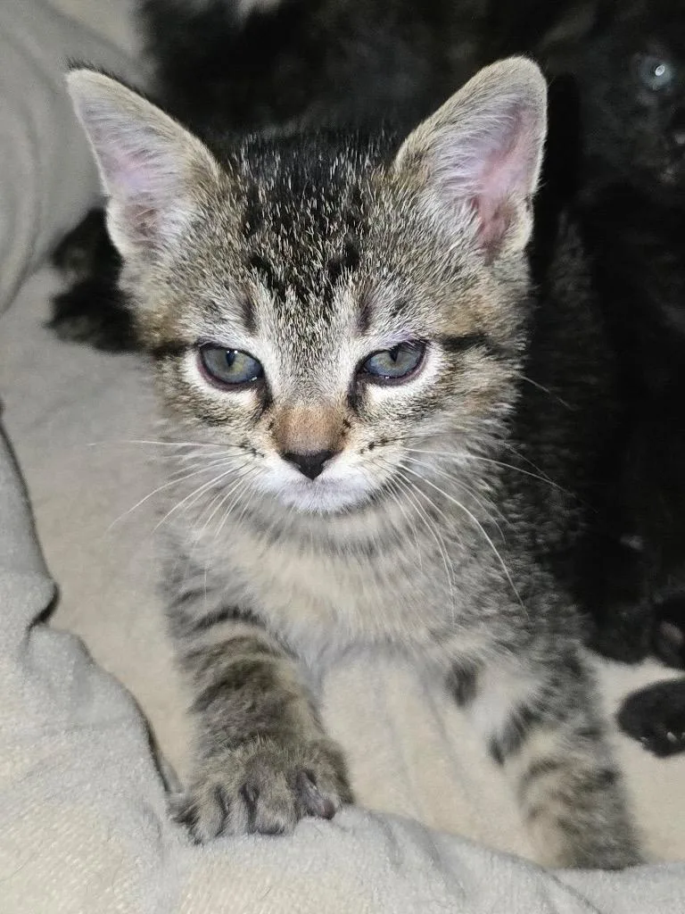 A baby medium-sized male Tabby cat named Prince Tabitha for adoption in San Antonio, TX