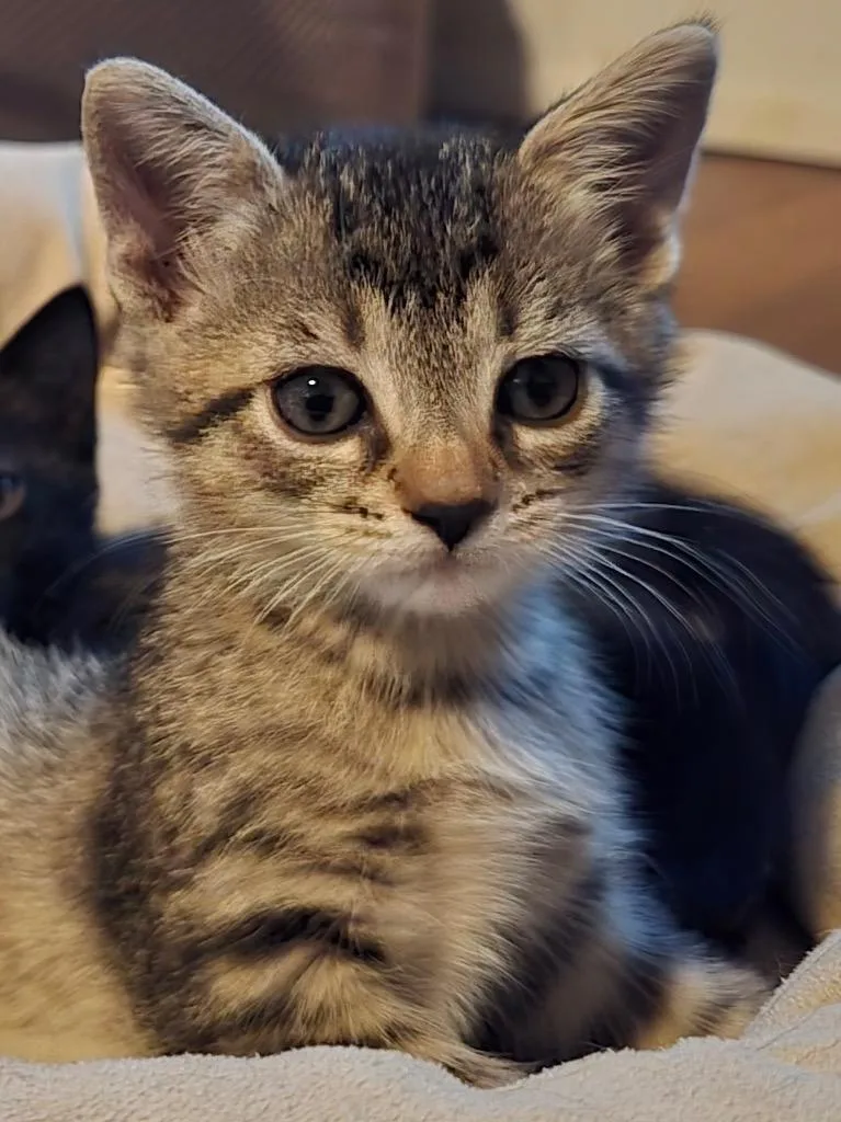 Prince Tabitha thumbnail 2