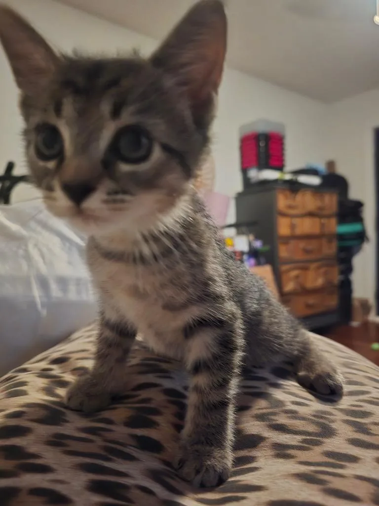 Prince Tabitha thumbnail 4