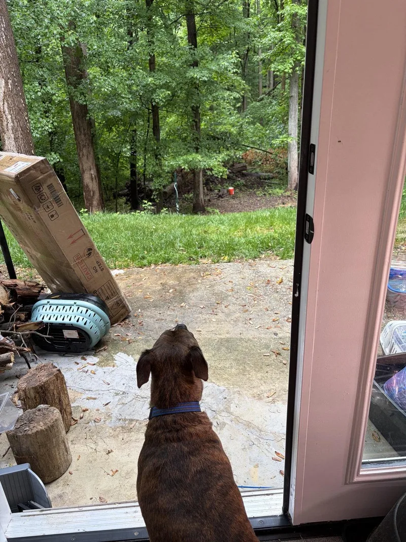 An adult medium-sized male Hound dog named Max for adoption in Baltimore, MD