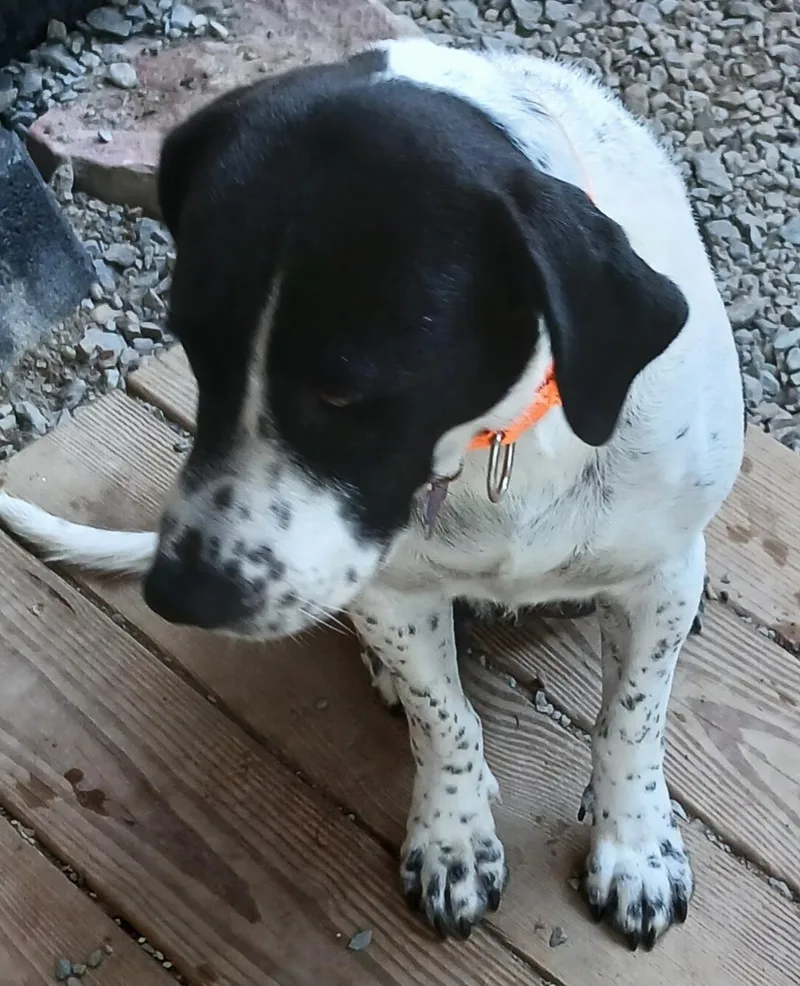 Penny