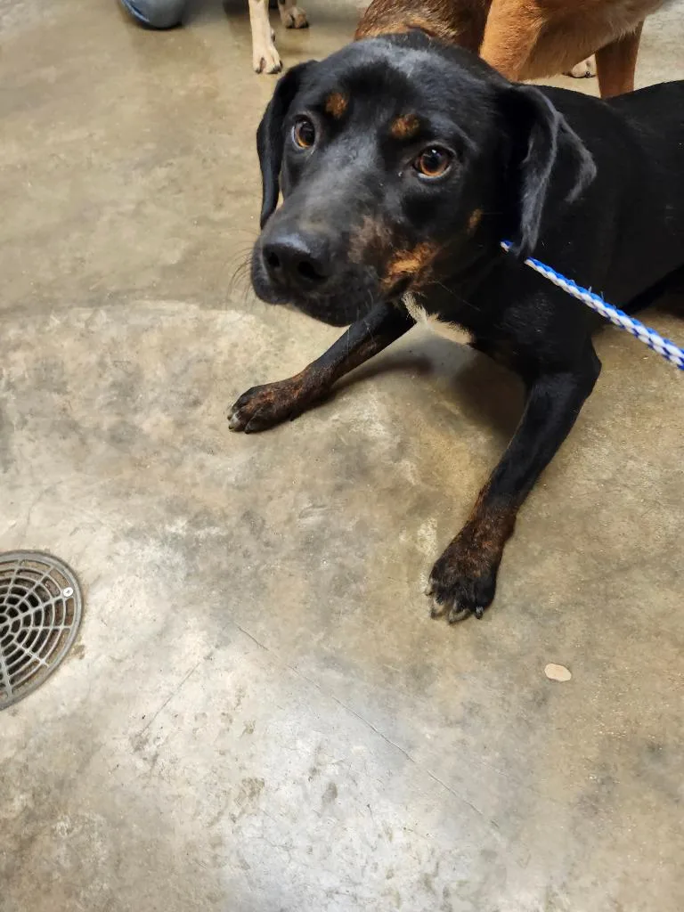 An adult medium-sized female Mixed Breed dog named Mary for adoption in Lockhart, TX