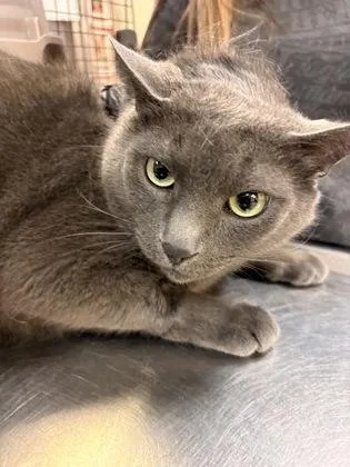 An adult large-sized male Domestic Short Hair cat named Mo for adoption in Palm Coast, FL
