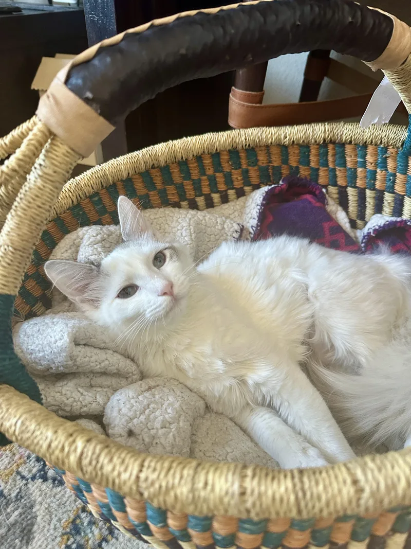 A baby medium-sized female Domestic Long Hair cat named Alaska for adoption in Fort Worth, TX