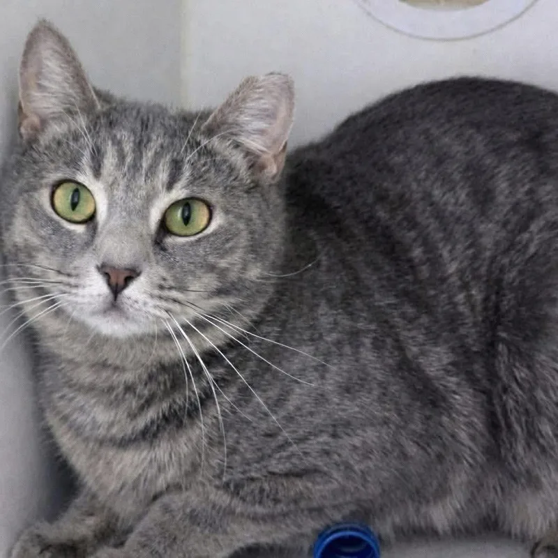 An adult medium-sized female Domestic Short Hair cat named Kelsey for adoption in Holbrook, NY