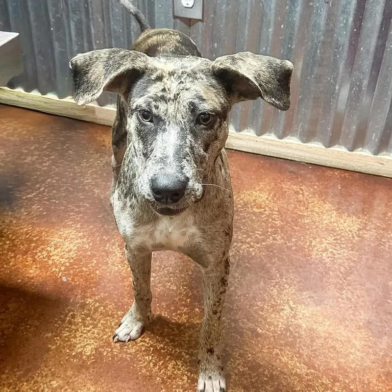 A young large-sized female Merle (Blue) Mixed Breed dog named Cami for adoption in Groveland, MA