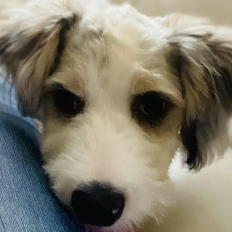 A baby small-sized male White / Cream Poodle dog named Gulliver for adoption in Houston, TX