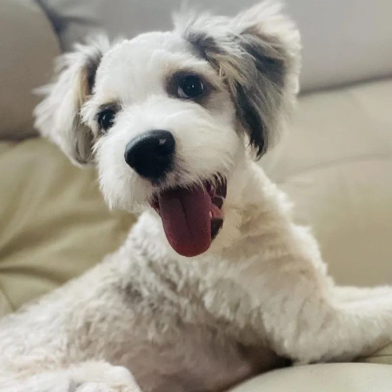 Gulliver thumbnail 6