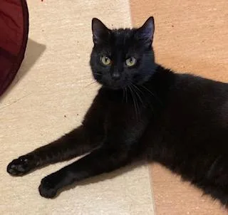 An adult small-sized male Domestic Short Hair cat named Midnight for adoption in Cincinnati, OH