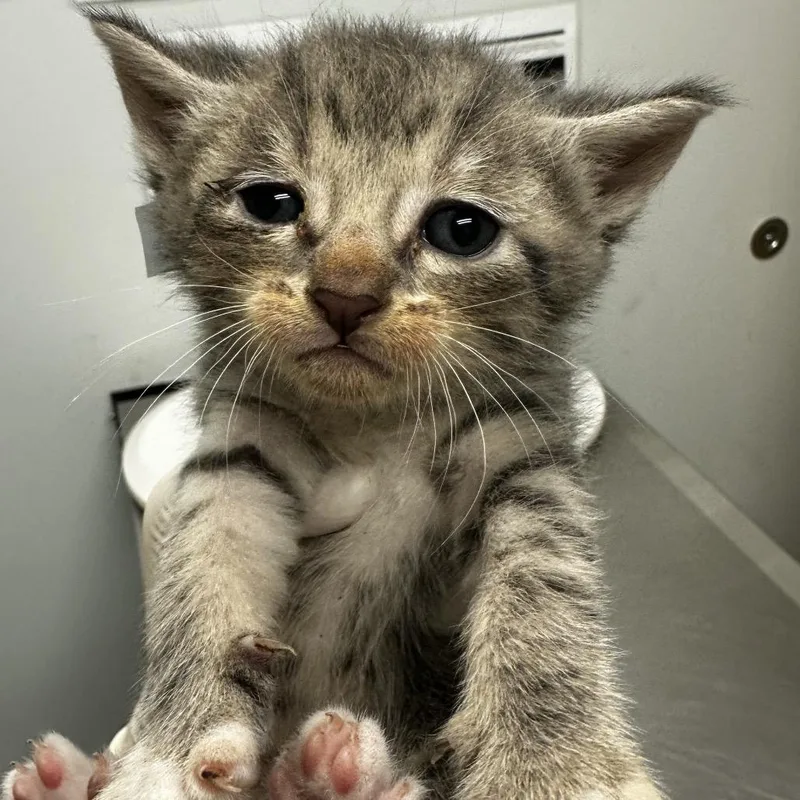 A baby small-sized male Brown / Chocolate Domestic Short Hair cat named Billy Butcher for adoption in Jacksonville, FL