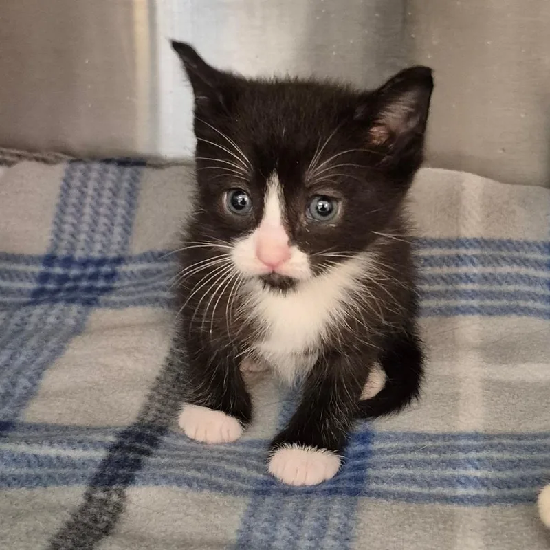 A baby small-sized male Black Domestic Short Hair cat named Gil for adoption in Lake Panasoffkee, FL