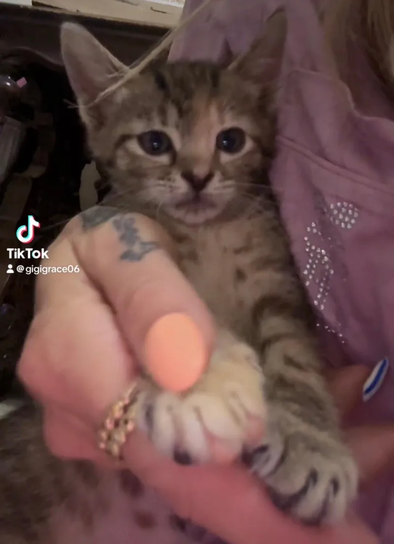 A baby small-sized female Tabby (Buff / Tan / Fawn) Tabby cat named Tyger Lillie for adoption in Palm City, FL