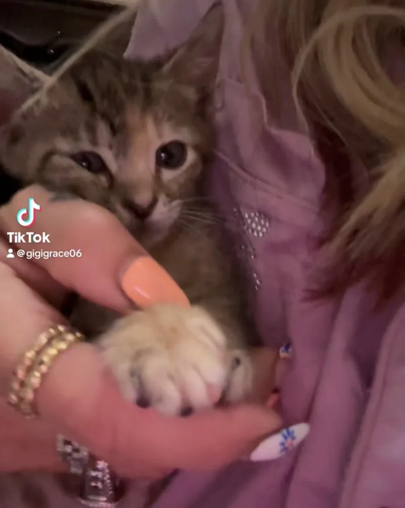 Tyger Lillie thumbnail 3