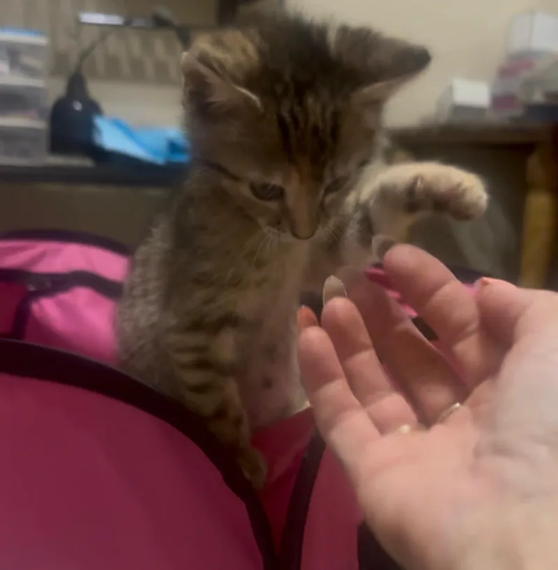Tyger Lillie thumbnail 4