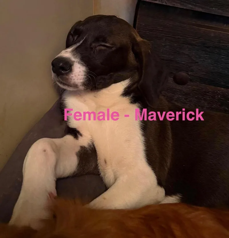 Maverick thumbnail 4