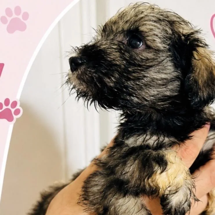 A baby small-sized female Schnauzer dog named Poppy for adoption in San Diego, CA