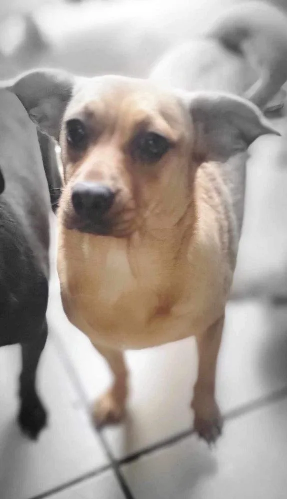 An adult small-sized female Brown / Chocolate Chihuahua dog named Tinkerbell for adoption in San Francisco, CA
