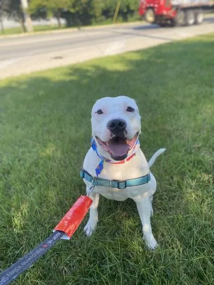 An adult medium-sized male Mixed Breed dog named Vito Fka Rhino for adoption in West Chester, PA