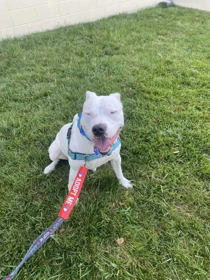 Vito Fka Rhino thumbnail 2