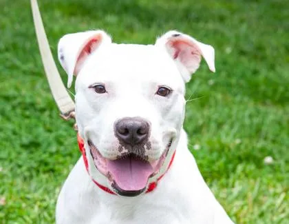 Vito Fka Rhino thumbnail 3